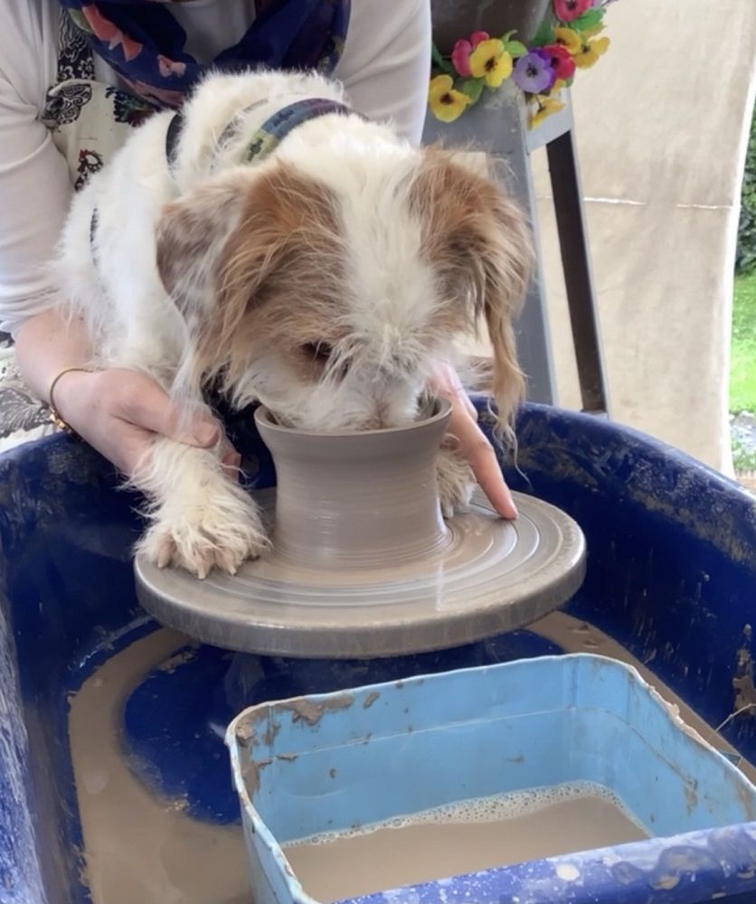 dog visiting pottery with owner sniffing inside thrown pot