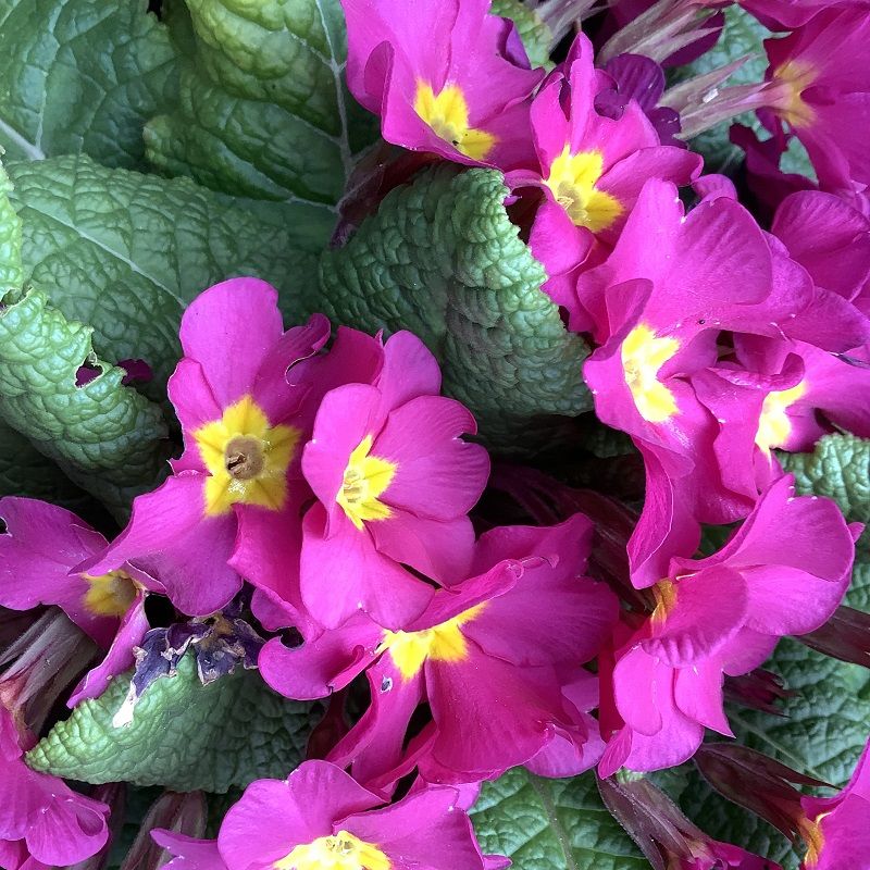 bunch of purple primroses at eastnor pottery