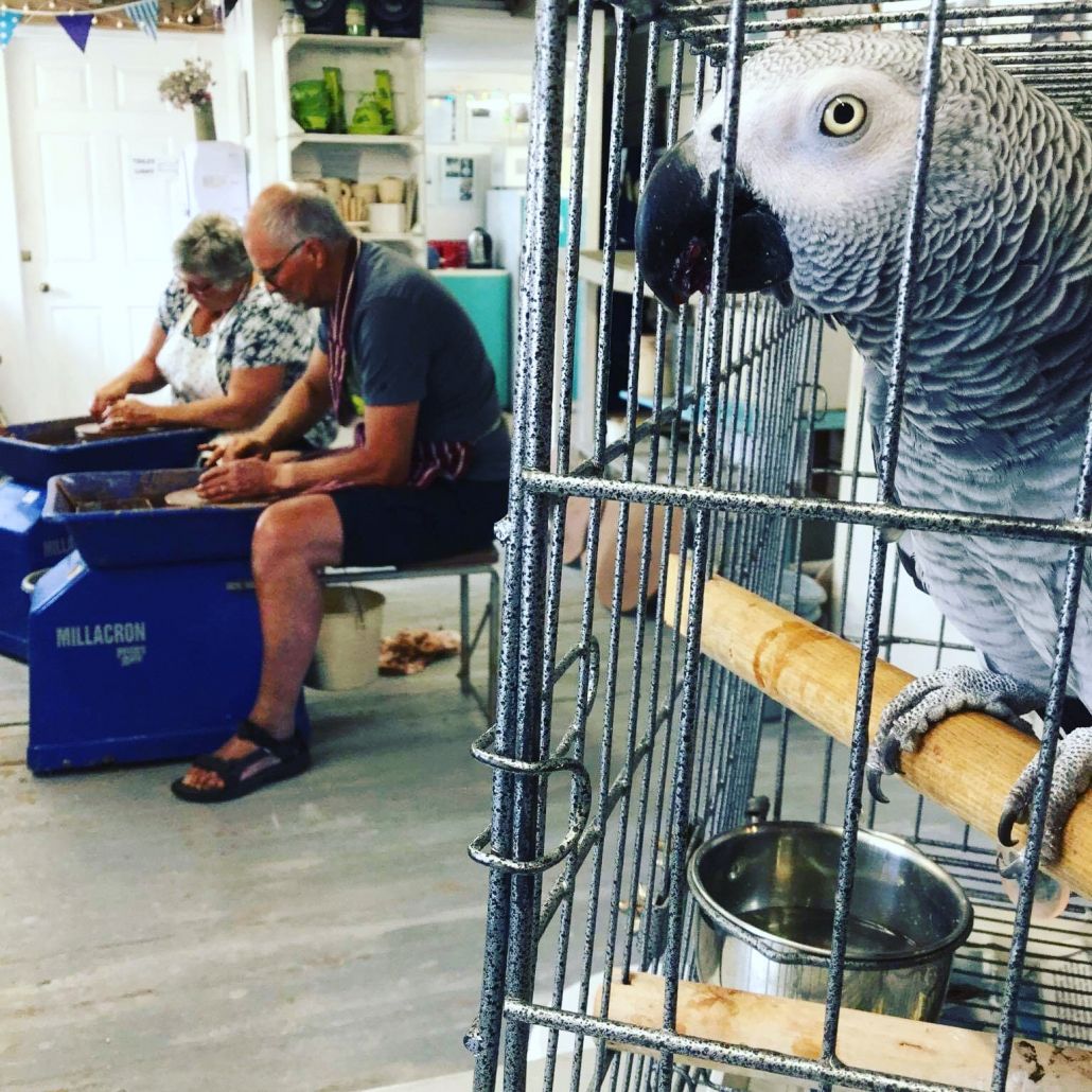 pottery course participants brought their parrot along for companionship