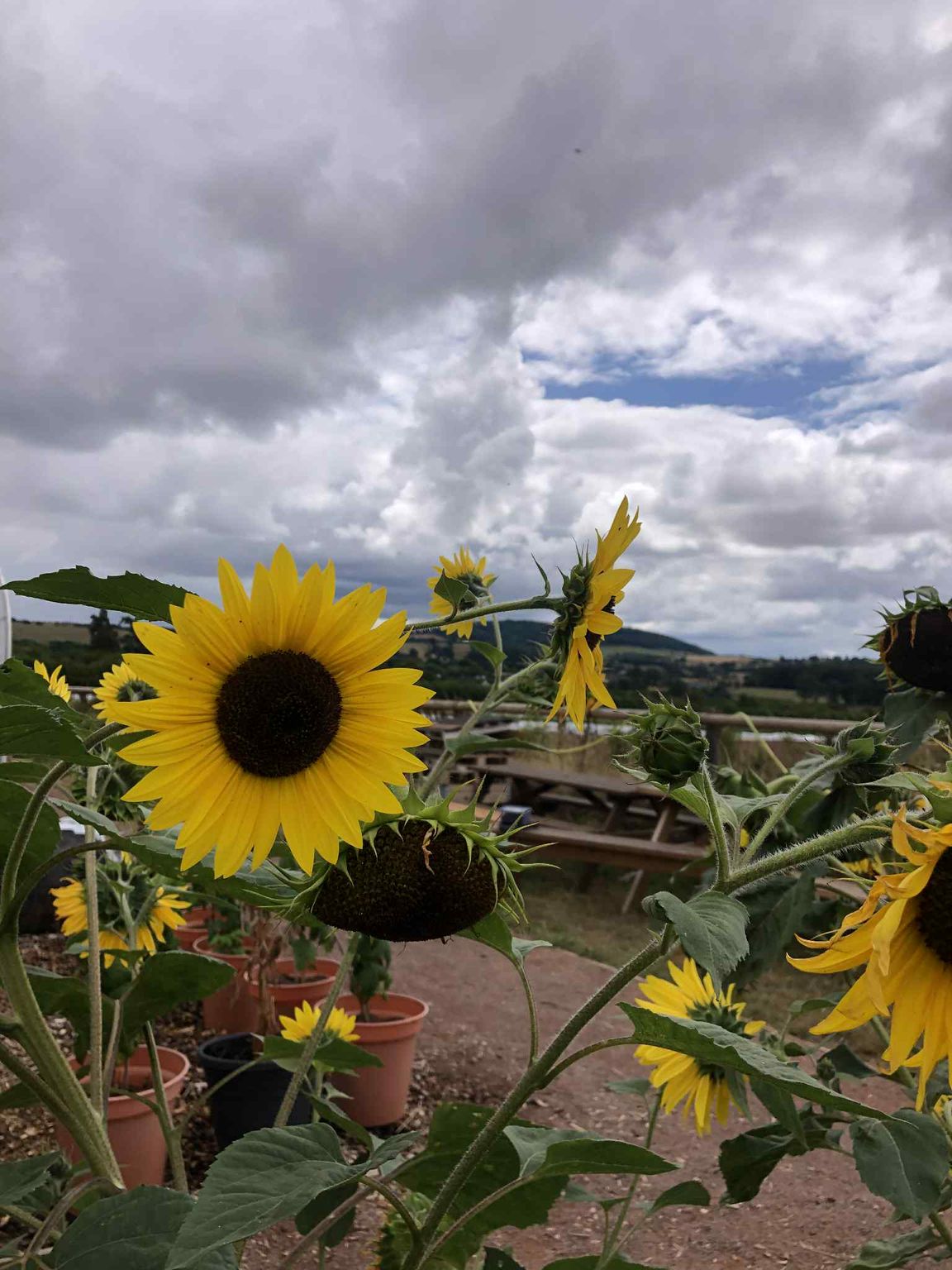 sunflowers against a grey cloudy sky with patches of blue sky peeing through