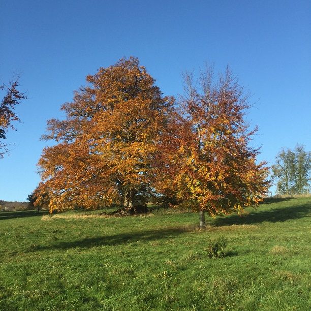 two oaks in eastnor castle deer park